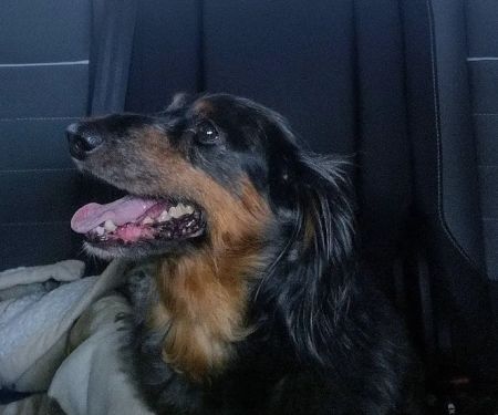 Deuel Veterinary Services