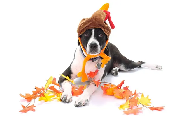 Deuel Veterinary Services Picture 6