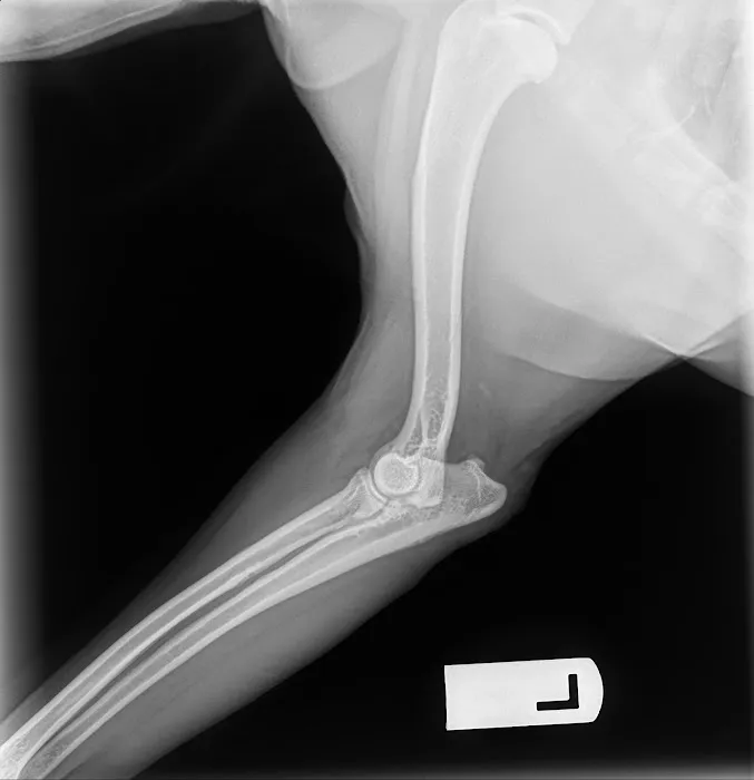 Deuel Veterinary Services Picture 8