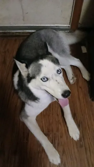 Paws Here Veterinary Services Ltd Picture 1