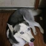 Paws Here Veterinary Services Ltd