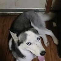 Paws Here Veterinary Services Ltd ico