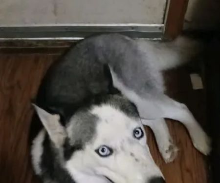 Paws Here Veterinary Services Ltd