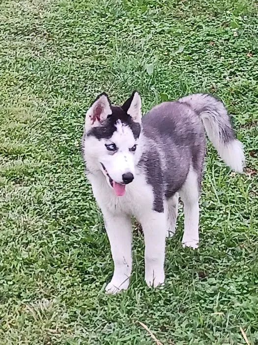 Paws Here Veterinary Services Ltd Picture 2