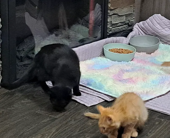 Paws Here Veterinary Services Ltd Picture 4