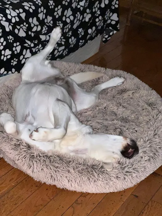 Paws Here Veterinary Services Ltd Picture 9