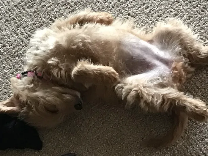 Douglas Veterinary Clinic Picture 1