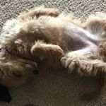 Douglas Veterinary Clinic