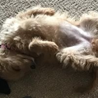 Douglas Veterinary Clinic ico