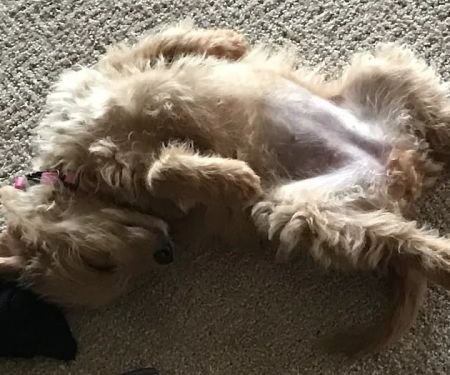 Douglas Veterinary Clinic