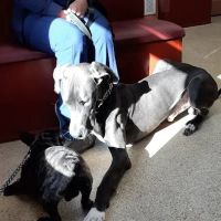 Lamczyk Veterinary Clinic LLC ico