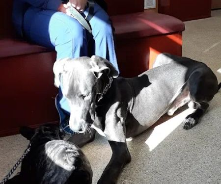 Lamczyk Veterinary Clinic LLC