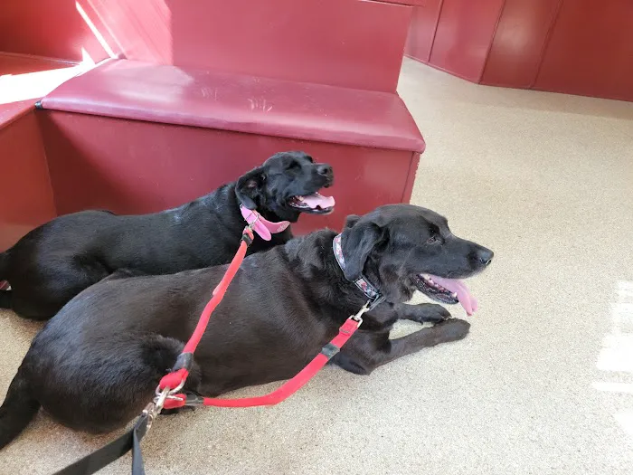 Lamczyk Veterinary Clinic LLC Picture 4