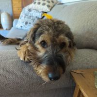 Thousand Hills Veterinary Clinic ico