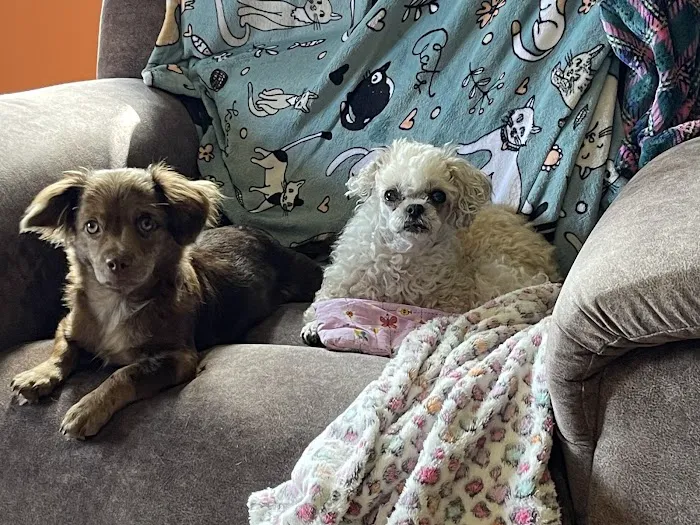 Thousand Hills Veterinary Clinic Picture 4