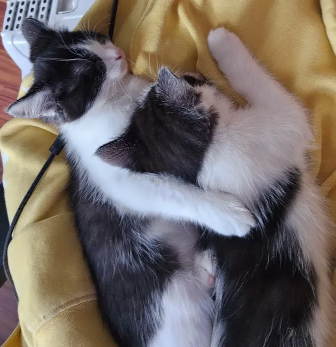 Thousand Hills Veterinary Clinic Picture 6