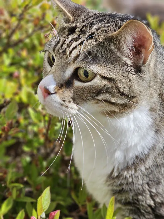 Thousand Hills Veterinary Clinic Picture 9