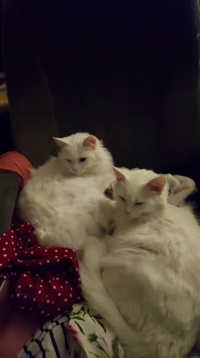 AnRus Veterinary Clinic Picture 2