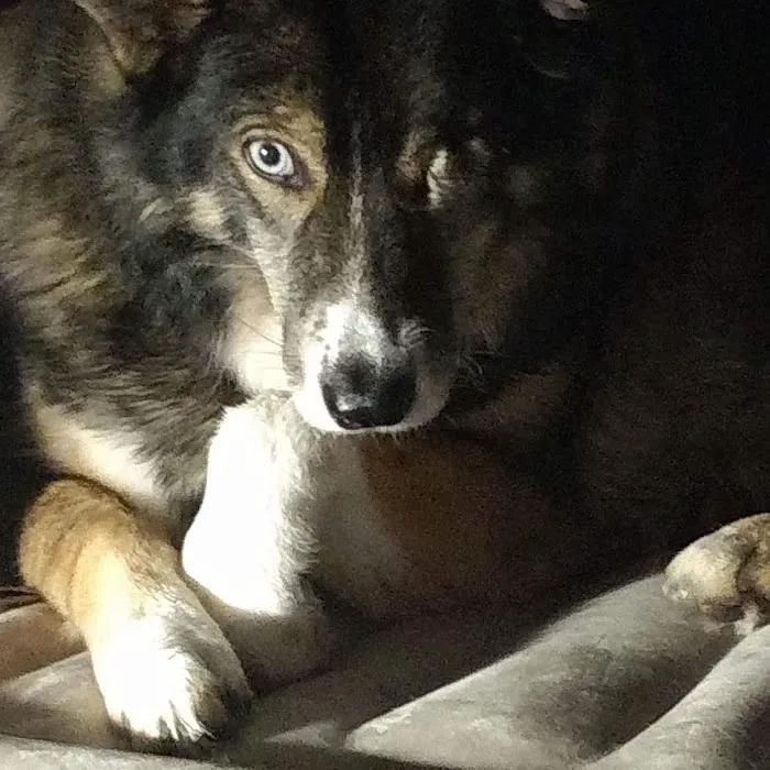 AnRus Veterinary Clinic Picture 6