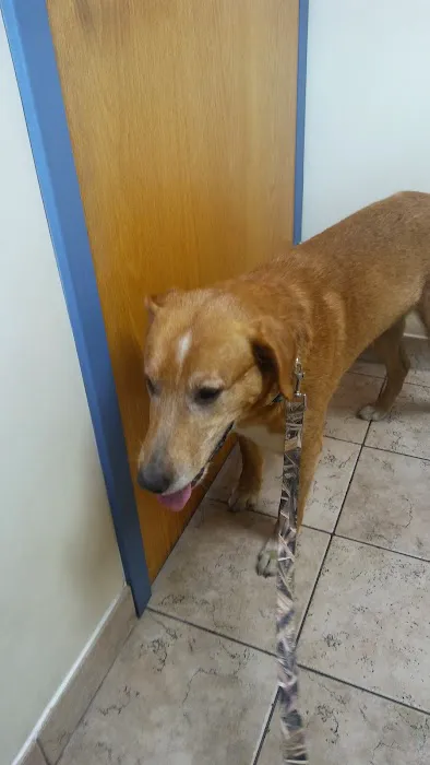 AnRus Veterinary Clinic Picture 3