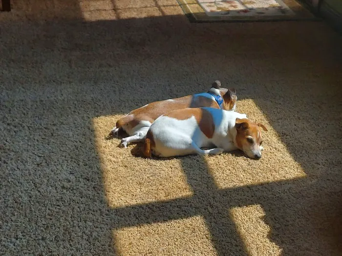 AnRus Veterinary Clinic Picture 7