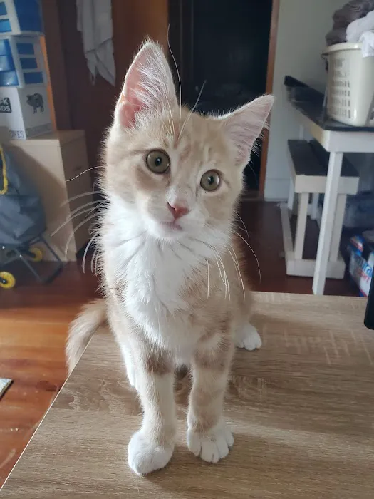 Freeburg Animal Hospital PC Picture 3