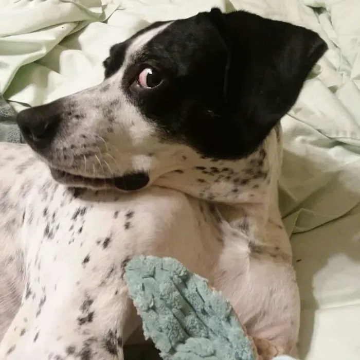 Freeburg Animal Hospital PC Picture 2