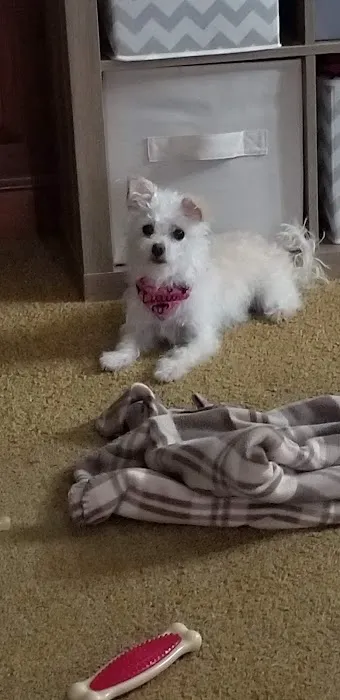 Freeburg Animal Hospital PC Picture 1