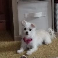 Freeburg Animal Hospital PC ico