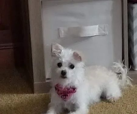 Freeburg Animal Hospital PC