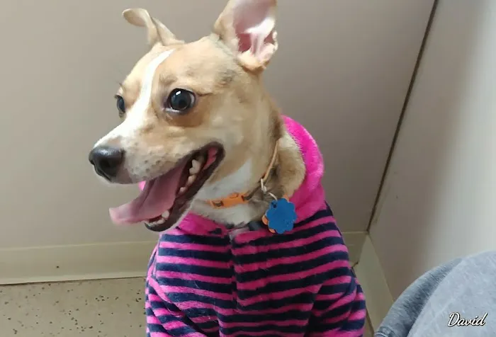 Freeburg Animal Hospital PC Picture 4