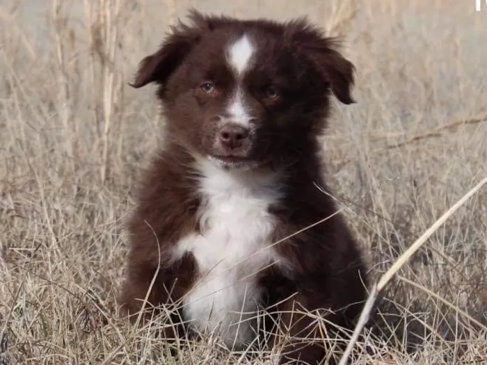 Freeburg Animal Hospital PC Picture 8