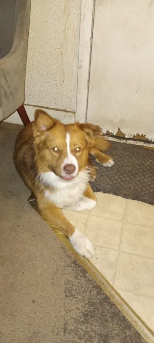 Freeburg Animal Hospital PC Picture 7