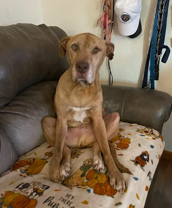 MetroEast Home Vet Care Picture 3