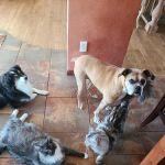 MetroEast Home Vet Care