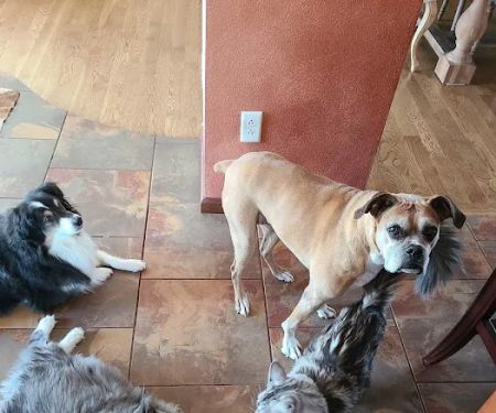 MetroEast Home Vet Care