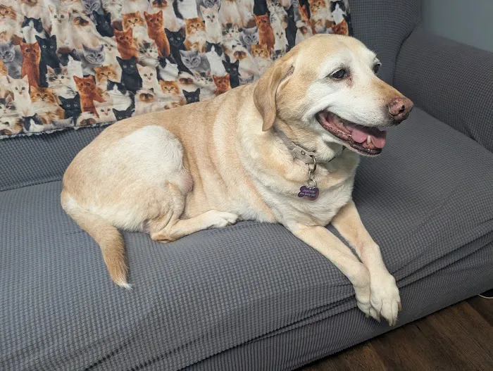 MetroEast Home Vet Care Picture 2