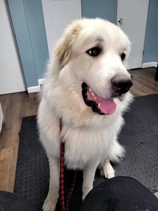 MetroEast Home Vet Care Picture 5