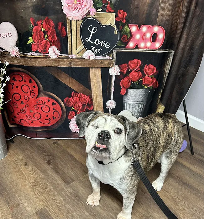 MetroEast Home Vet Care Picture 4