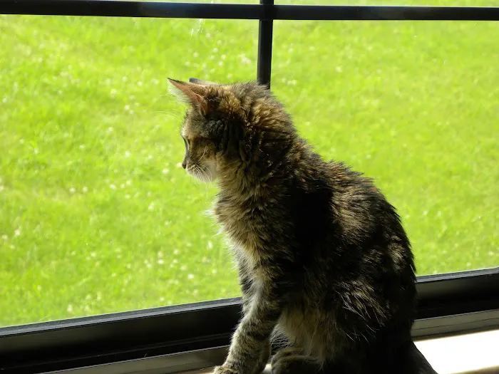 MetroEast Home Vet Care Picture 7