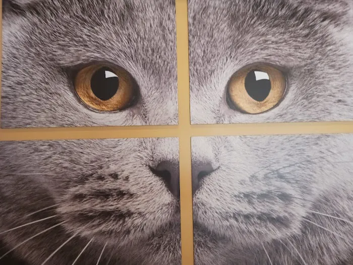 Carol House Quick Fix Pet Clinic Picture 1