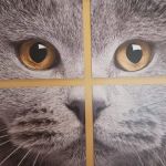 Carol House Quick Fix Pet Clinic