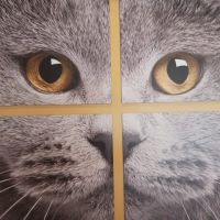 Carol House Quick Fix Pet Clinic ico