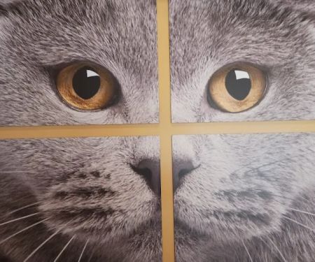 Carol House Quick Fix Pet Clinic