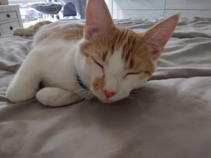 Carol House Quick Fix Pet Clinic Picture 3