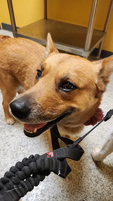 Carol House Quick Fix Pet Clinic Picture 5