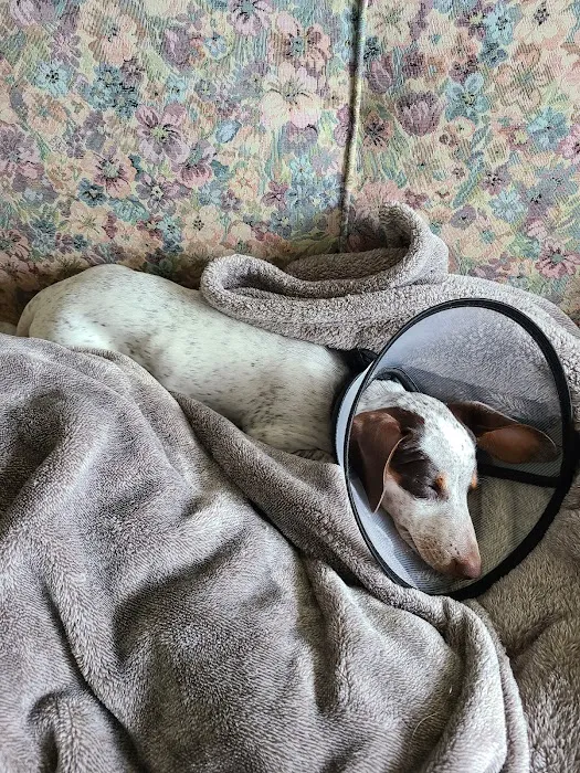 Carol House Quick Fix Pet Clinic Picture 9