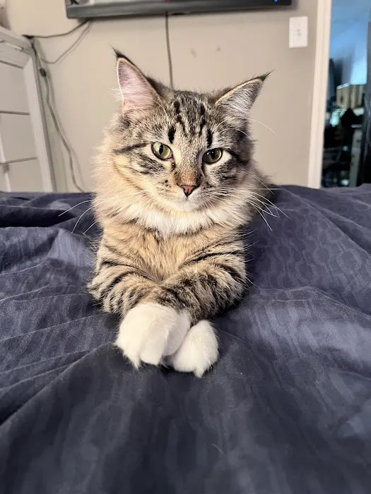 Carol House Quick Fix Pet Clinic Picture 7