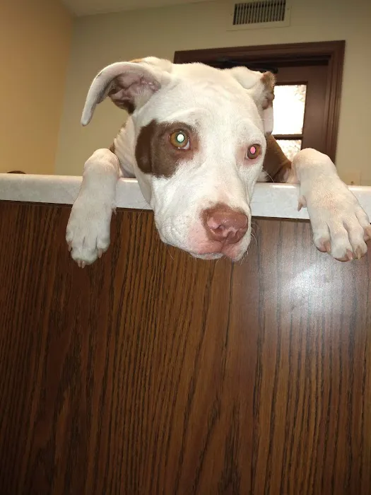 Carol House Quick Fix Pet Clinic Picture 8