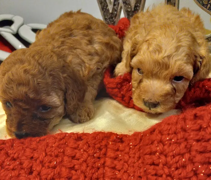 Carol House Quick Fix Pet Clinic Picture 10